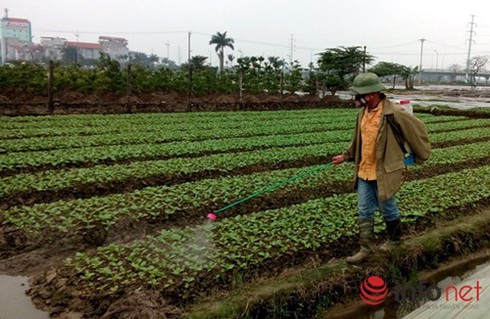 Phun hơn 100 tấn thuốc sâu TQ vào rau, hỏi sao người Việt không bị đầu độc? - ảnh 1