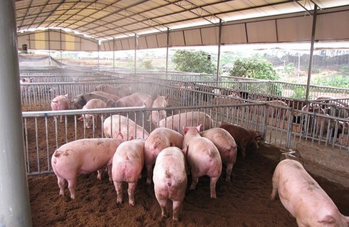 Nhiều tập đoàn kinh tế lớn đang đầu tư vào chăn nuôi - ảnh 1