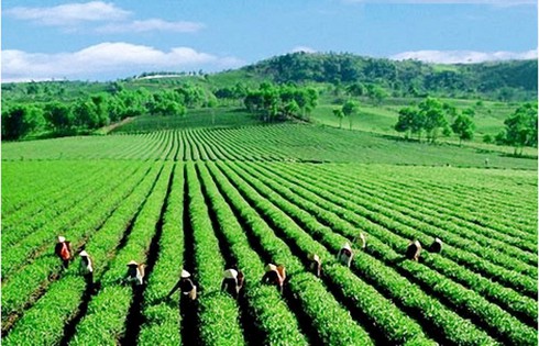 Ngành trồng trọt tăng trưởng khá sau 3 năm tái cơ cấu - ảnh 1