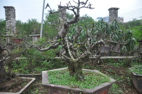 Vườn đào bạc tỷ ở Nhật Tân được lắp điều hòa để bung hoa đúng Tết - ảnh 2