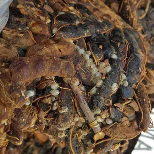 Tạm ngừng nhập khẩu me Indonesia - ảnh 1