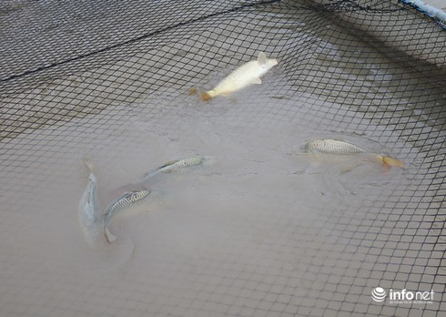 Thành tỷ phú nhờ nuôi loại cá... lắm thị phi - ảnh 5