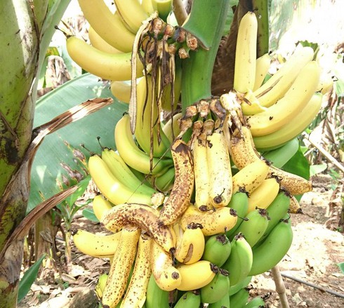 Nông dân khóc ròng vì giá thịt lợn, chuối, dưa hấu, vú sữa... rẻ như bèo - ảnh 1