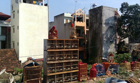 Chim cảnh họp chợ trên cầu vượt Hà Nội - ảnh 2