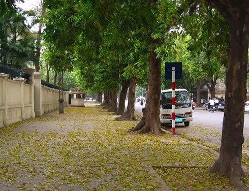 Hà Nội: 73 tỷ đồng chặt hạ, thay thế 6.700 cây xanh đô thị (!?) - ảnh 1