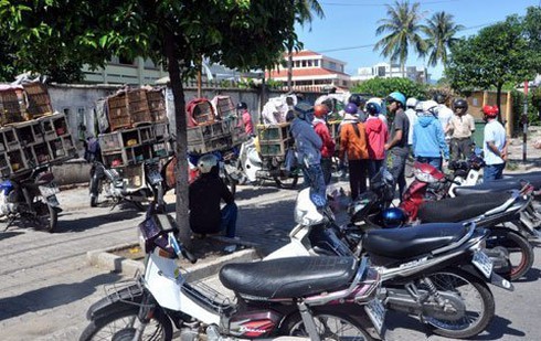Chợ đàn bà, con gái bán... chim ở Đà thành - ảnh 2