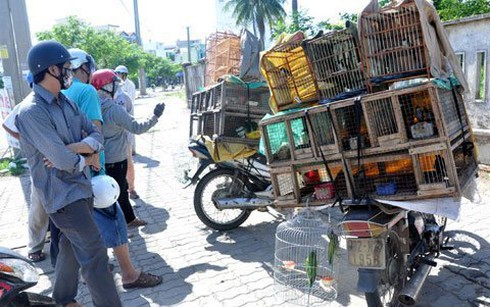 Chợ đàn bà, con gái bán... chim ở Đà thành - ảnh 3