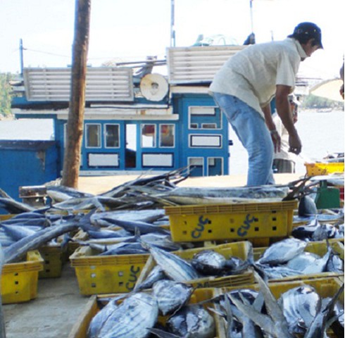 Ăn cá ngâm hoá chất có thể bị tử vong - ảnh 2