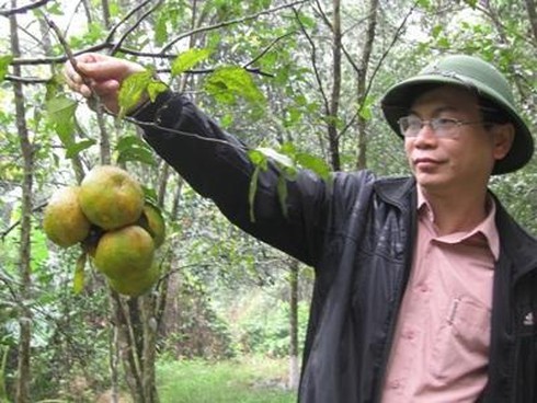 quýt Bắc Kạn
