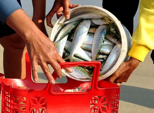 Quảng Ngãi: Ngư dân thả