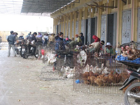 Gà thải Trung Quốc vào trang trại rồi tuồn ra chợ - ảnh 1