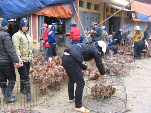 Gà thải Trung Quốc vào trang trại rồi tuồn ra chợ - ảnh 2