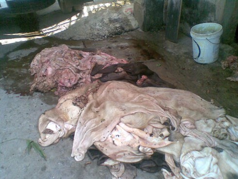 Ủ da thối: Phía sau vẻ sành điệu của đồ da thật - ảnh 4