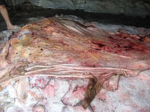 Ủ da thối: Phía sau vẻ sành điệu của đồ da thật - ảnh 1