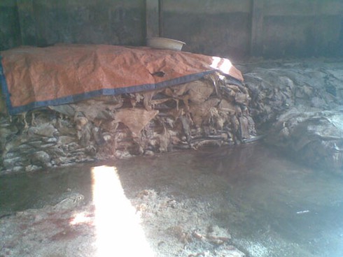 Ủ da thối: Phía sau vẻ sành điệu của đồ da thật - ảnh 11