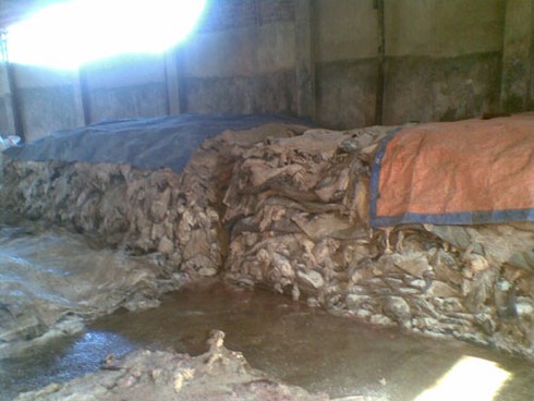 Ủ da thối: Phía sau vẻ sành điệu của đồ da thật - ảnh 7