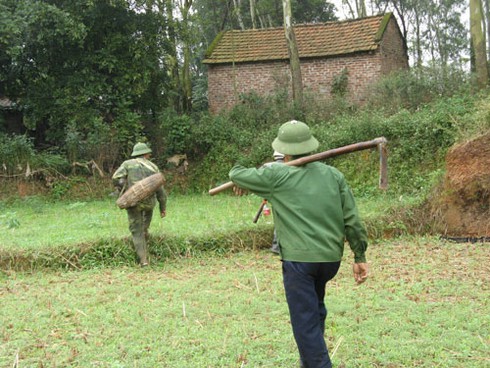 Săn chuột bán cho quán nhậu kiếm bạc triệu mỗi ngày - ảnh 1