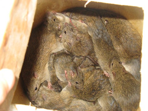 Săn chuột bán cho quán nhậu kiếm bạc triệu mỗi ngày - ảnh 13