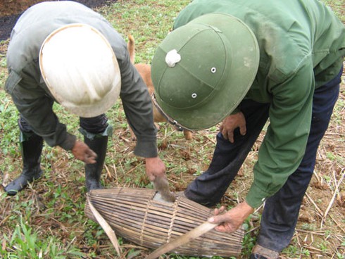 Săn chuột bán cho quán nhậu kiếm bạc triệu mỗi ngày - ảnh 12