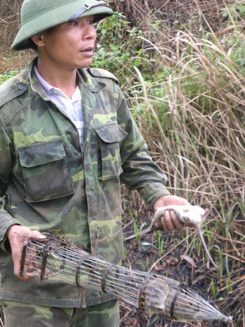 Săn chuột bán cho quán nhậu kiếm bạc triệu mỗi ngày - ảnh 6