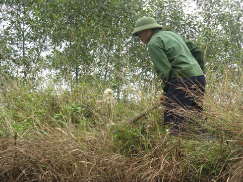 Săn chuột bán cho quán nhậu kiếm bạc triệu mỗi ngày - ảnh 3
