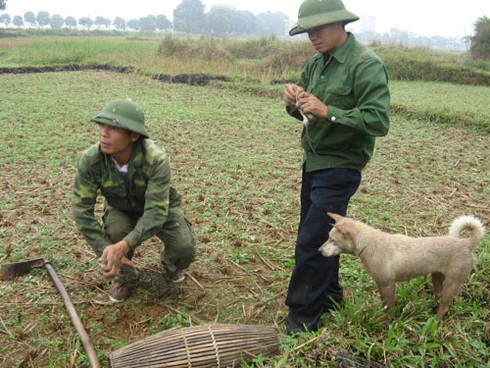 Săn chuột bán cho quán nhậu kiếm bạc triệu mỗi ngày - ảnh 7