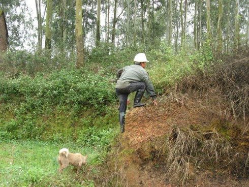 Săn chuột bán cho quán nhậu kiếm bạc triệu mỗi ngày - ảnh 2