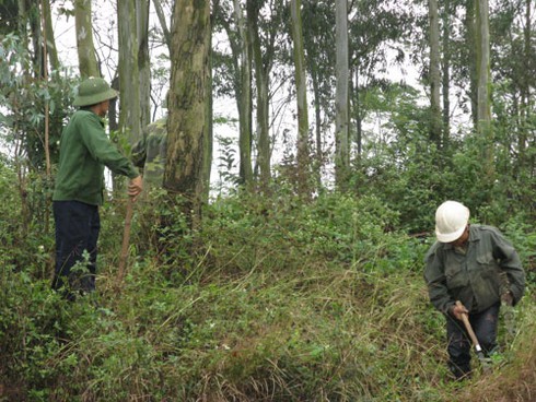 Săn chuột bán cho quán nhậu kiếm bạc triệu mỗi ngày - ảnh 4