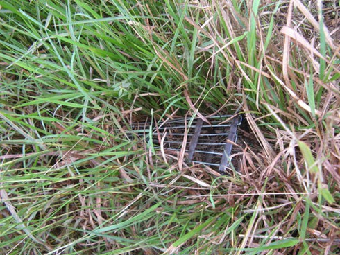 Săn chuột bán cho quán nhậu kiếm bạc triệu mỗi ngày - ảnh 5