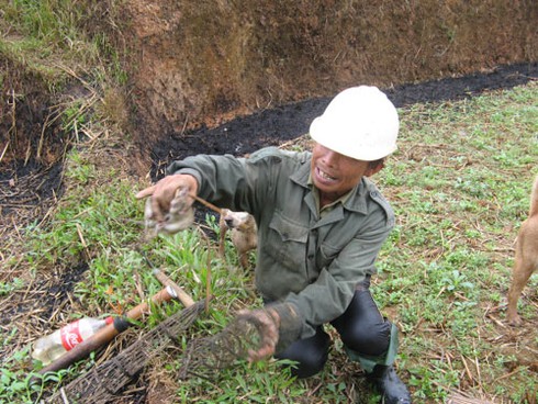 Săn chuột bán cho quán nhậu kiếm bạc triệu mỗi ngày - ảnh 8
