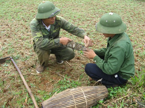 Săn chuột bán cho quán nhậu kiếm bạc triệu mỗi ngày - ảnh 11