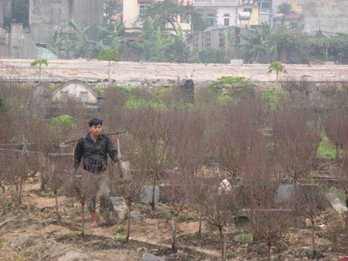 Trồng hoa đào Tết trong bãi tha ma ở Hà Nội - ảnh 2