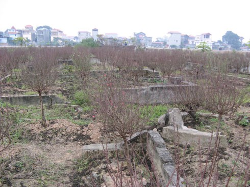 Trồng hoa đào Tết trong bãi tha ma ở Hà Nội - ảnh 1