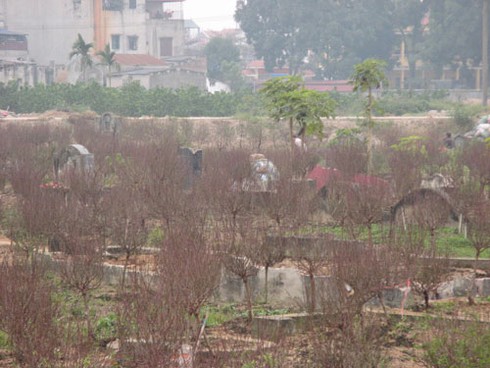 Trồng hoa đào Tết trong bãi tha ma ở Hà Nội - ảnh 3