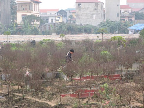 Trồng hoa đào Tết trong bãi tha ma ở Hà Nội - ảnh 4
