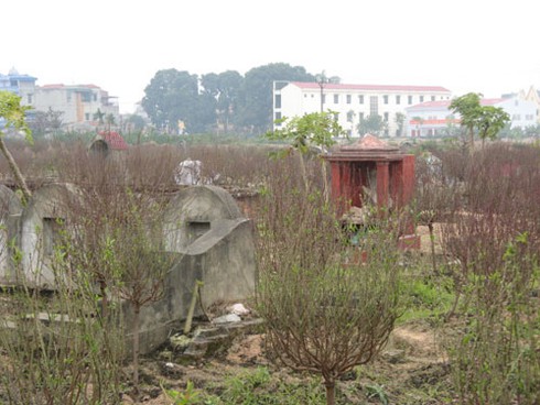 Trồng hoa đào Tết trong bãi tha ma ở Hà Nội - ảnh 7