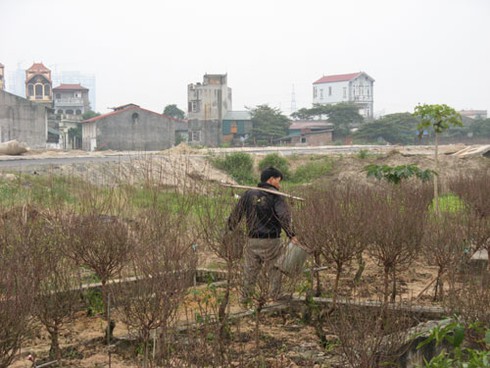 Trồng hoa đào Tết trong bãi tha ma ở Hà Nội - ảnh 12