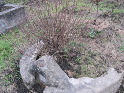 Trồng hoa đào Tết trong bãi tha ma ở Hà Nội - ảnh 9