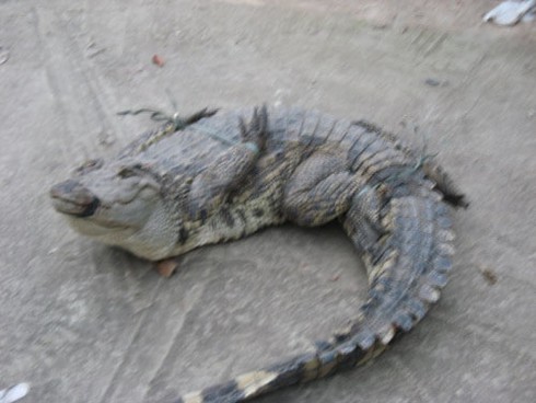 Xẻ thịt cá sấu bán trên vỉa hè Hà Nội - ảnh 2