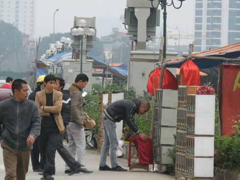 Dự án BĐS nghìn tỷ biến thành chợ bán chim cảnh - ảnh 2