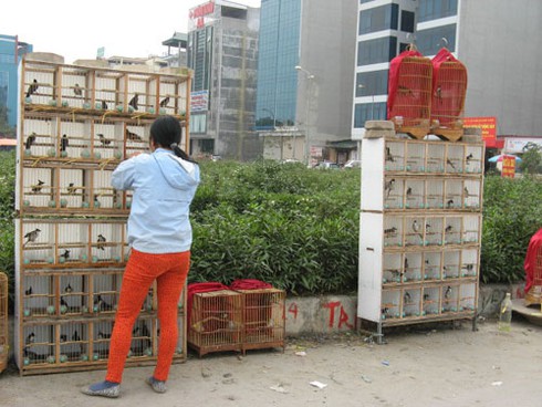 Dự án BĐS nghìn tỷ biến thành chợ bán chim cảnh - ảnh 4