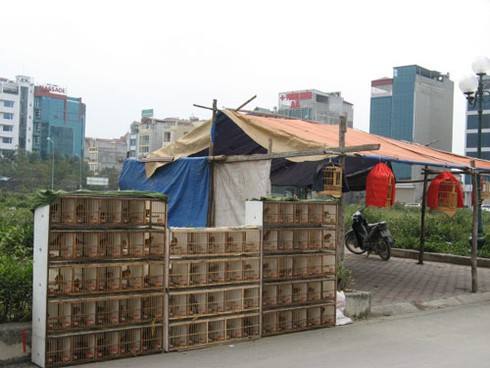Dự án BĐS nghìn tỷ biến thành chợ bán chim cảnh - ảnh 6