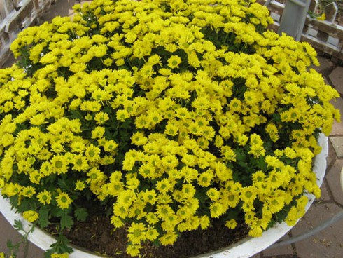 Hà Nội rực rỡ nghệ thuật hoa trong dịp đón Xuân mới - ảnh 5