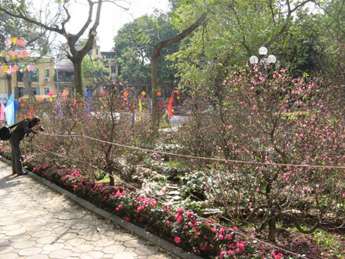 Du khách nước ngoài “ngạc nhiên” với nghệ thuật hoa Xuân đón năm mới - ảnh 2