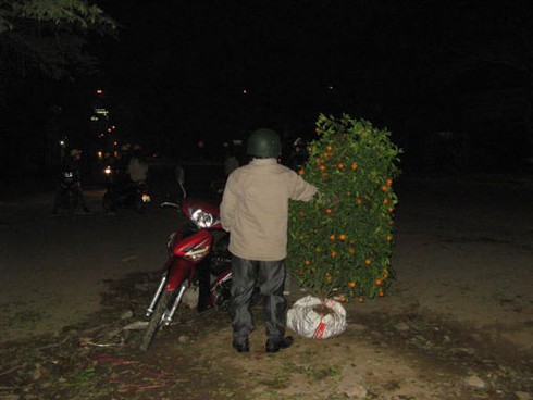 Nhặt quất vô chủ sau đêm giao thừa - ảnh 6