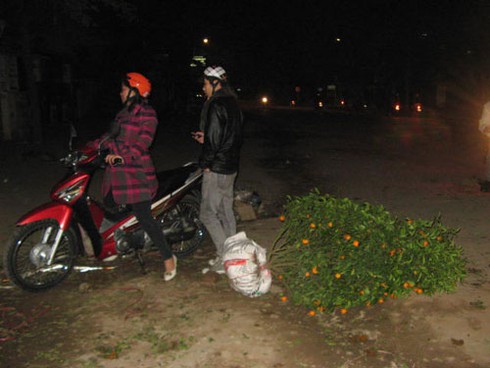 Nhặt quất vô chủ sau đêm giao thừa - ảnh 8