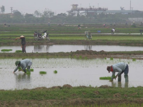 Chưa hết Tết, nông dân xuống đồng sản xuất nhộn nhịp - ảnh 4