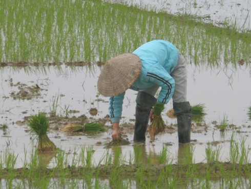 Chưa hết Tết, nông dân xuống đồng sản xuất nhộn nhịp - ảnh 3