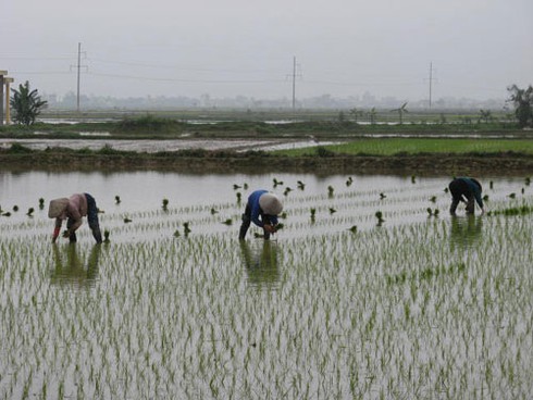 Chưa hết Tết, nông dân xuống đồng sản xuất nhộn nhịp - ảnh 2