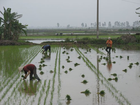 Chưa hết Tết, nông dân xuống đồng sản xuất nhộn nhịp - ảnh 6
